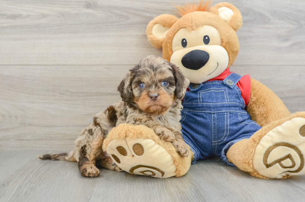 6 week old Cavapoo Puppy For Sale - Windy City Pups