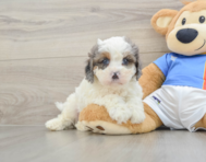 8 week old Cavapoo Puppy For Sale - Windy City Pups