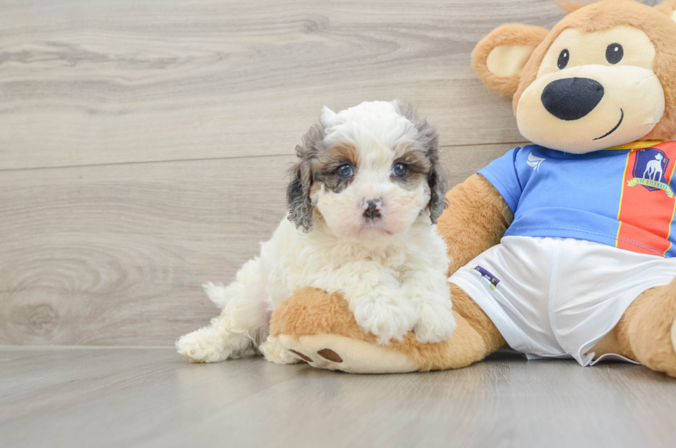8 week old Cavapoo Puppy For Sale - Windy City Pups