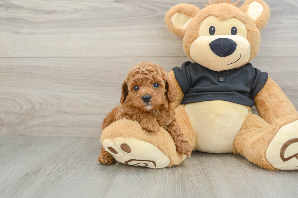 6 week old Cavapoo Puppy For Sale - Windy City Pups