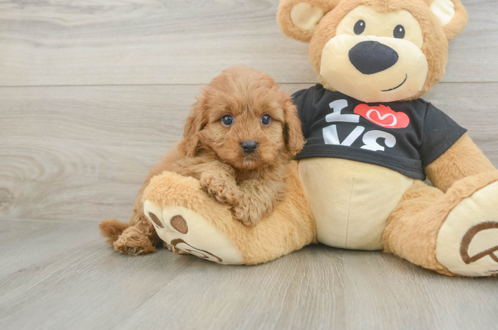 6 week old Cavapoo Puppy For Sale - Windy City Pups