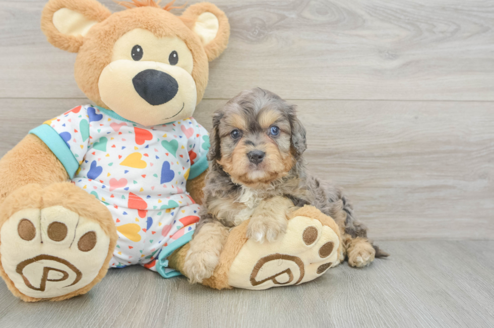 6 week old Cavapoo Puppy For Sale - Windy City Pups