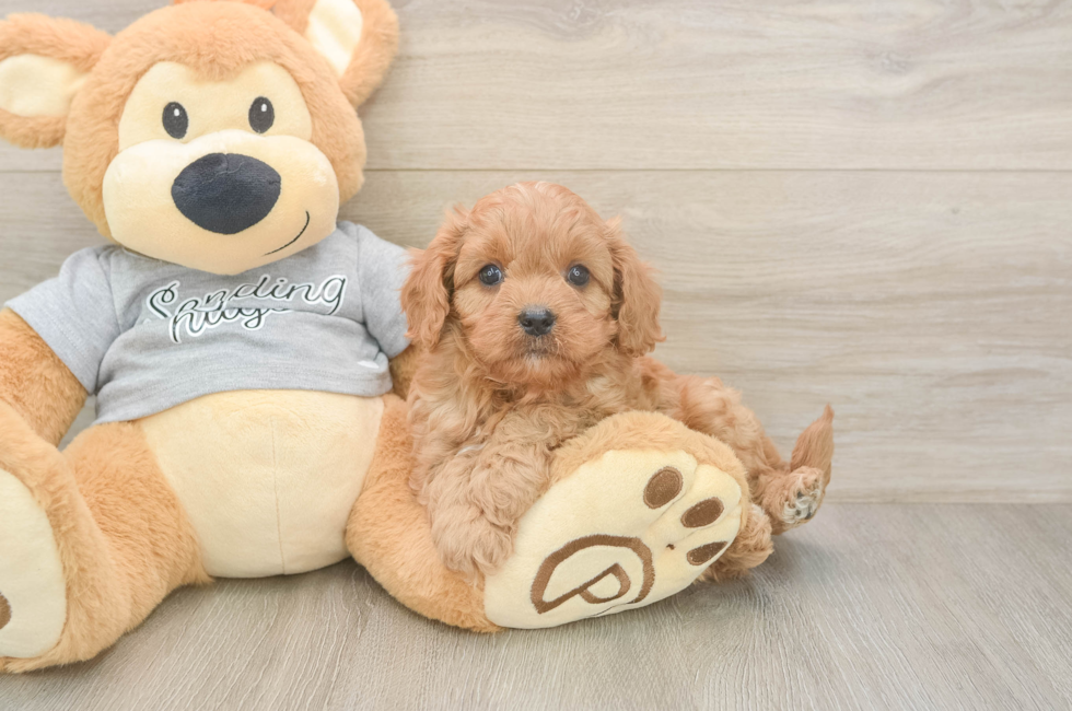 6 week old Cavapoo Puppy For Sale - Windy City Pups