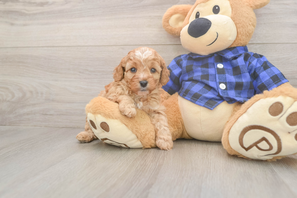 Meet Jameson - our Cavapoo Puppy Photo  2/3 - Windy City Pups Best Cavapoo Baby