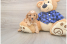 Meet Jameson - our Cavapoo Puppy Photo  2/3 - Windy City Pups Best Cavapoo Baby