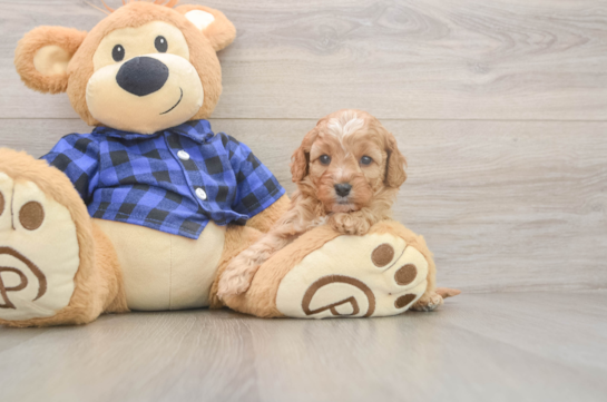 5 week old Cavapoo Puppy For Sale - Windy City Pups Petite Cavapoo Poodle Mix Pup