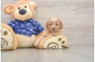 Meet Jameson - our Cavapoo Puppy Photo  1/3 - Windy City Pups Petite Cavapoo Poodle Mix Pup