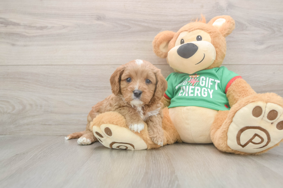 Best Cavapoo Baby