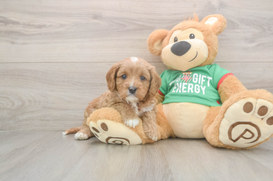 Best Cavapoo Baby