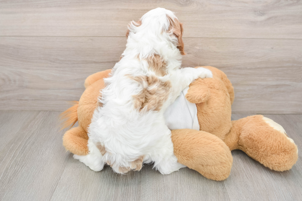 Cavapoo Pup Being Cute