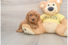 Smart Cavapoo Poodle Mix Pup
