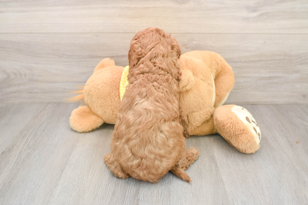 Cavapoo Pup Being Cute