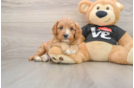 Happy Cavapoo Baby