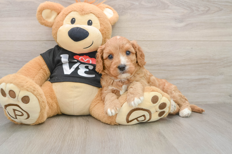 Little Cavipoo Poodle Mix Puppy