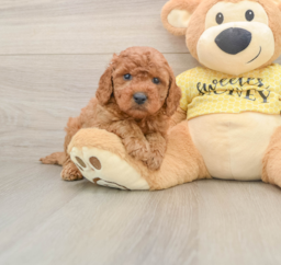 7 week old Cavapoo Puppy For Sale - Windy City Pups