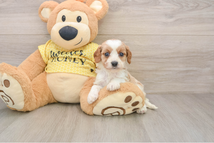 Little Cavipoo Poodle Mix Puppy