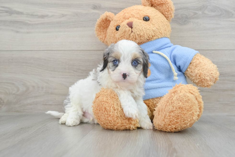 Cavapoo Pup Being Cute