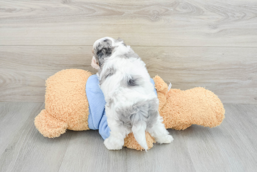 Cavapoo Pup Being Cute