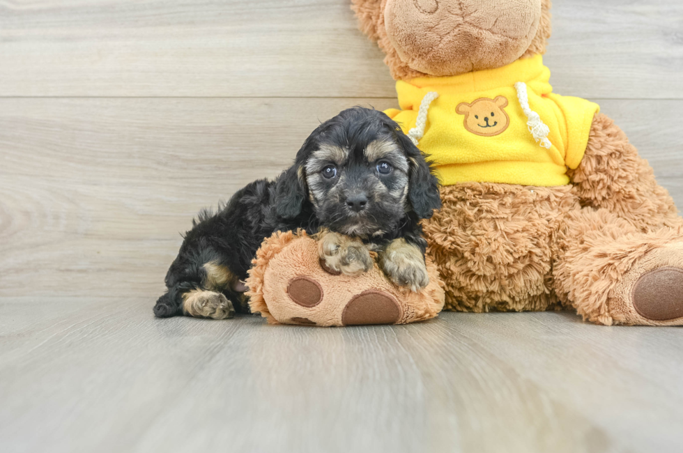 7 week old Cavapoo Puppy For Sale - Windy City Pups