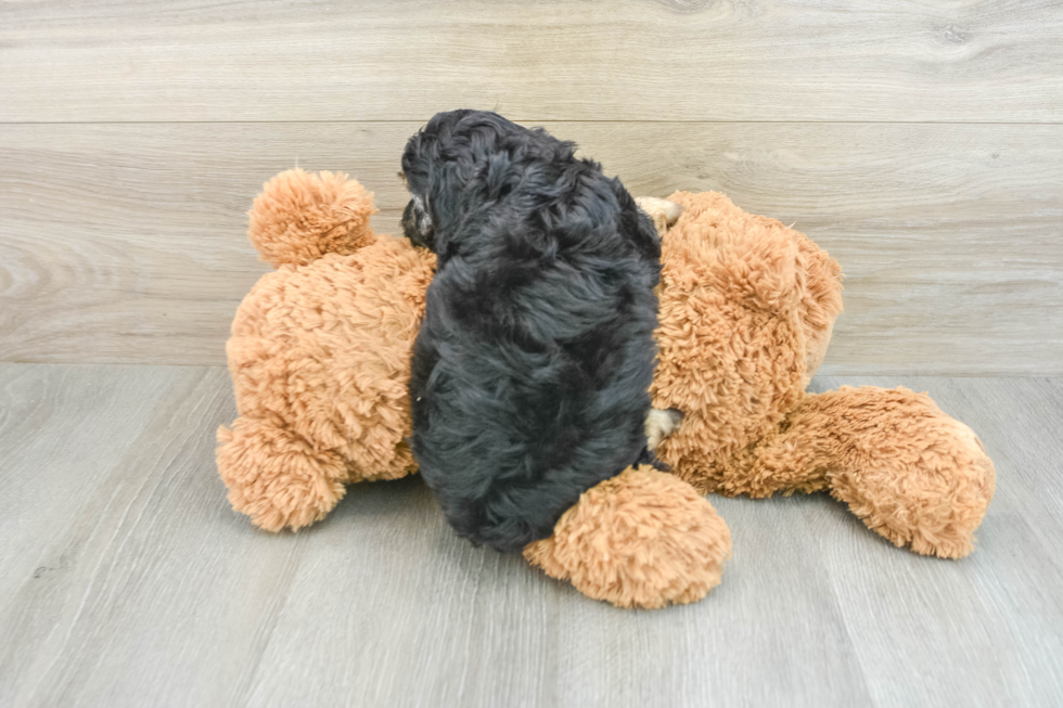 Cavapoo Puppy for Adoption