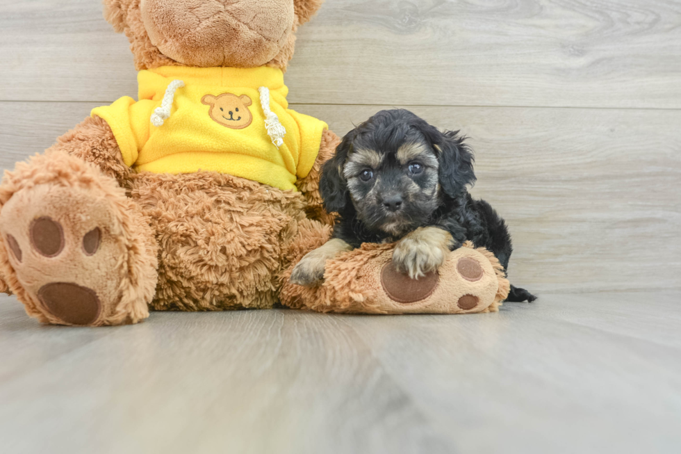 Best Cavapoo Baby