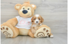 Best Cavapoo Baby