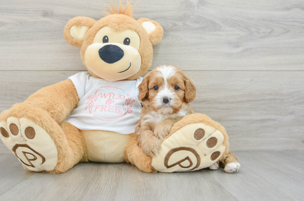 6 week old Cavapoo Puppy For Sale - Windy City Pups