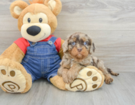 7 week old Cavapoo Puppy For Sale - Windy City Pups