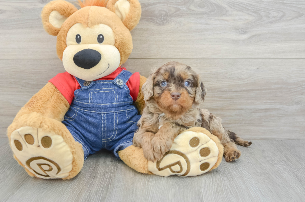 6 week old Cavapoo Puppy For Sale - Windy City Pups