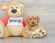 8 week old Cavapoo Puppy For Sale - Windy City Pups