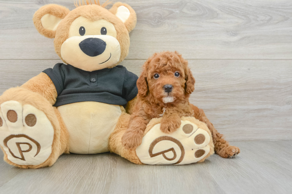 6 week old Cavapoo Puppy For Sale - Windy City Pups