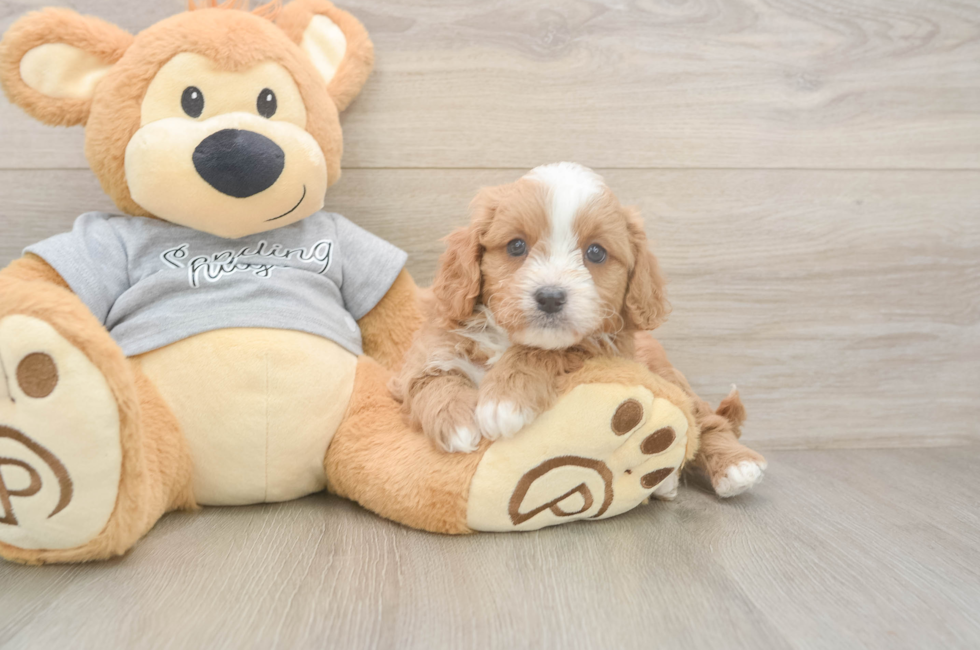 6 week old Cavapoo Puppy For Sale - Windy City Pups
