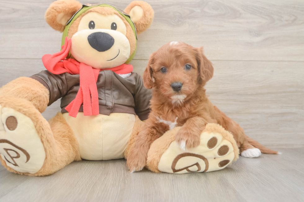 6 week old Cavapoo Puppy For Sale - Windy City Pups