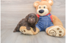 Cavapoo Puppy for Adoption