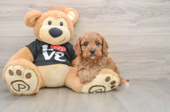 Little Cavipoo Poodle Mix Puppy