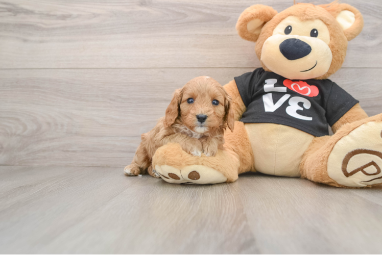 Fluffy Cavapoo Poodle Mix Pup