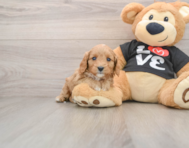 7 week old Cavapoo Puppy For Sale - Windy City Pups