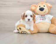 8 week old Cavapoo Puppy For Sale - Windy City Pups