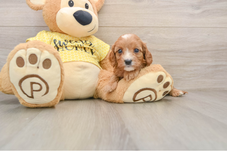Hypoallergenic Cavadoodle Poodle Mix Puppy