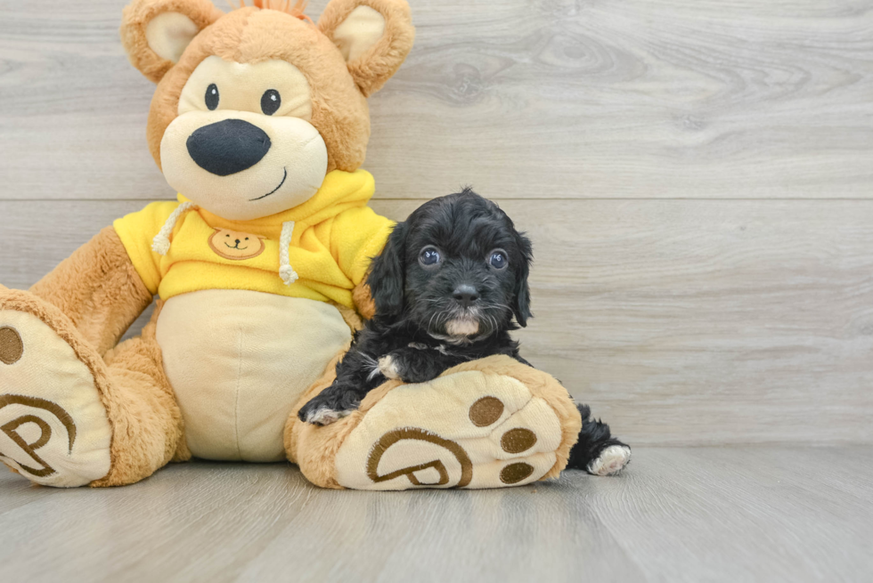 Adorable Cavalier King Charles Spaniel and Poodle Mix Poodle Mix Puppy