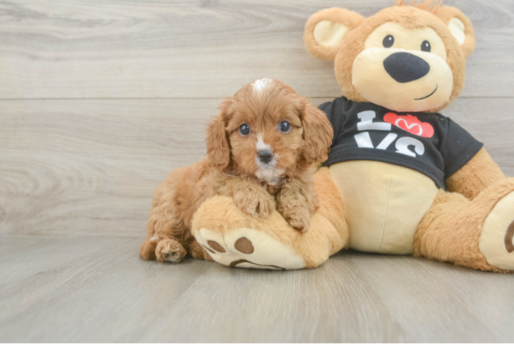 Cavapoo Puppy for Adoption