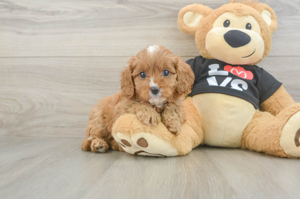 6 week old Cavapoo Puppy For Sale - Windy City Pups