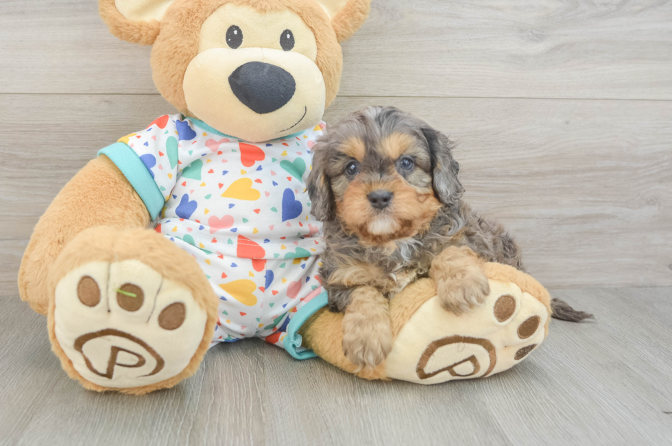 6 week old Cavapoo Puppy For Sale - Windy City Pups