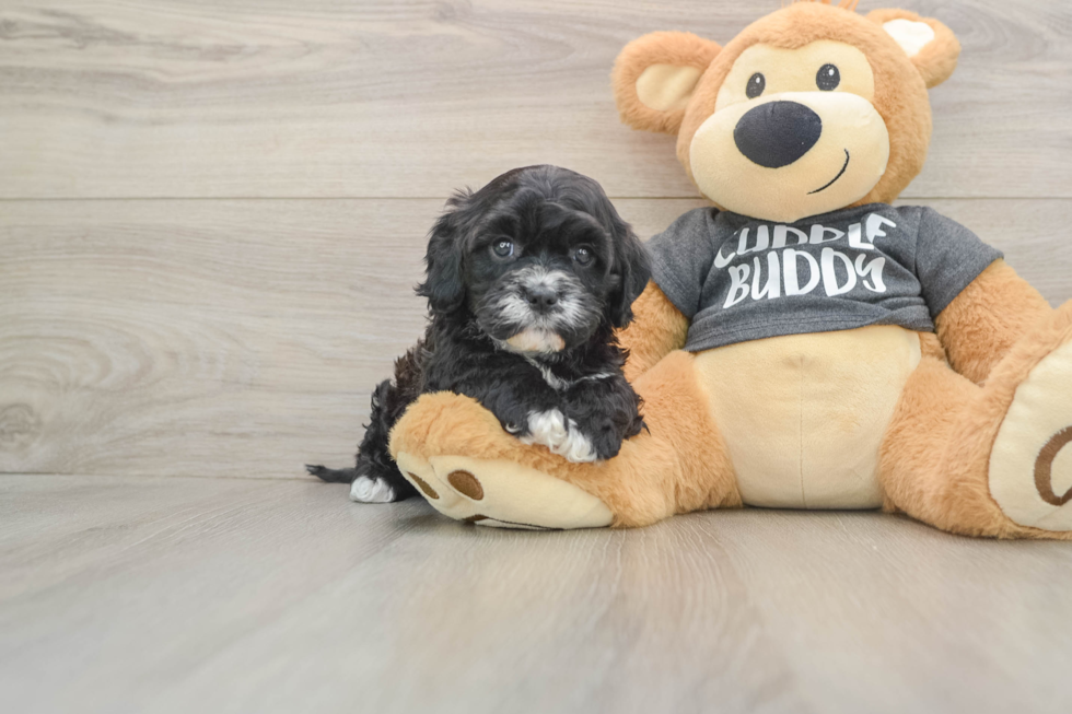 Cavapoo Pup Being Cute