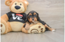 Adorable Cavalier King Charles Spaniel and Poodle Mix Poodle Mix Puppy
