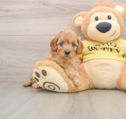 7 week old Cavapoo Puppy For Sale - Windy City Pups