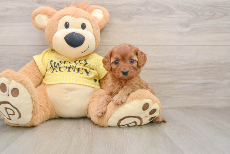 Cavapoo Puppy for Adoption