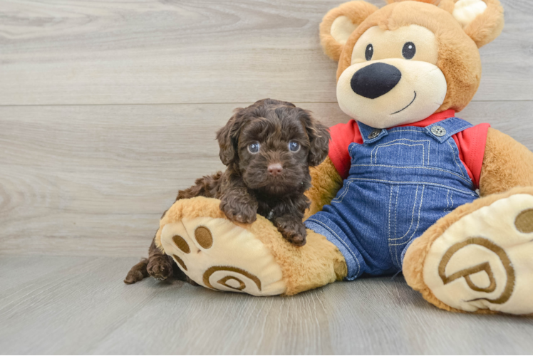 Cavapoo Pup Being Cute