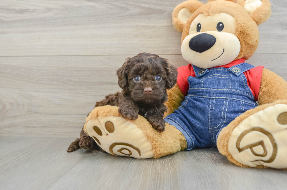 6 week old Cavapoo Puppy For Sale - Windy City Pups