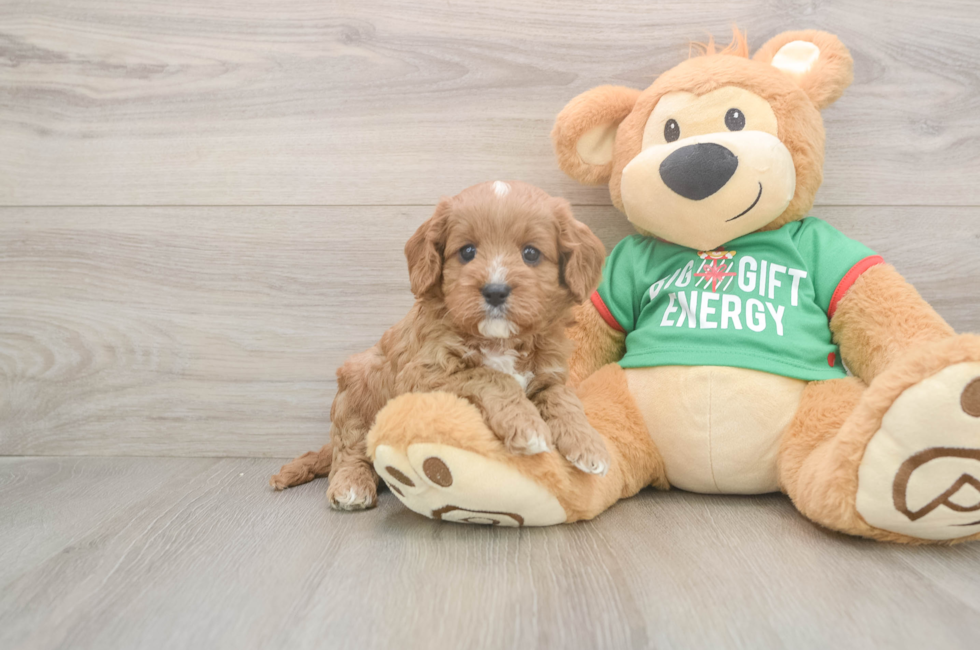 5 week old Cavapoo Puppy For Sale - Windy City Pups